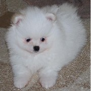 Cute and adorable maltese puppy ready for adoption